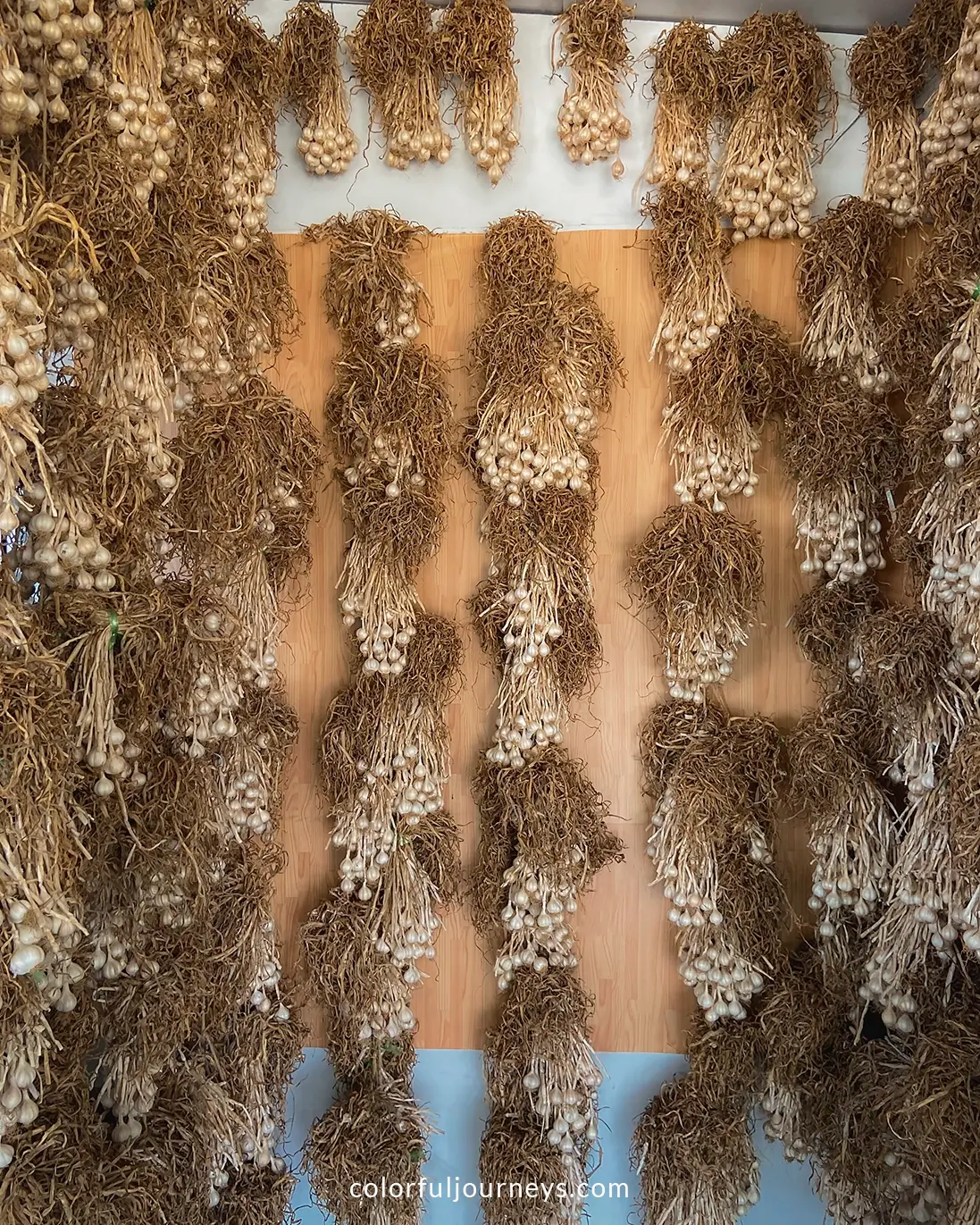 Bunches of garlic on Ly Son Island, Vietnam