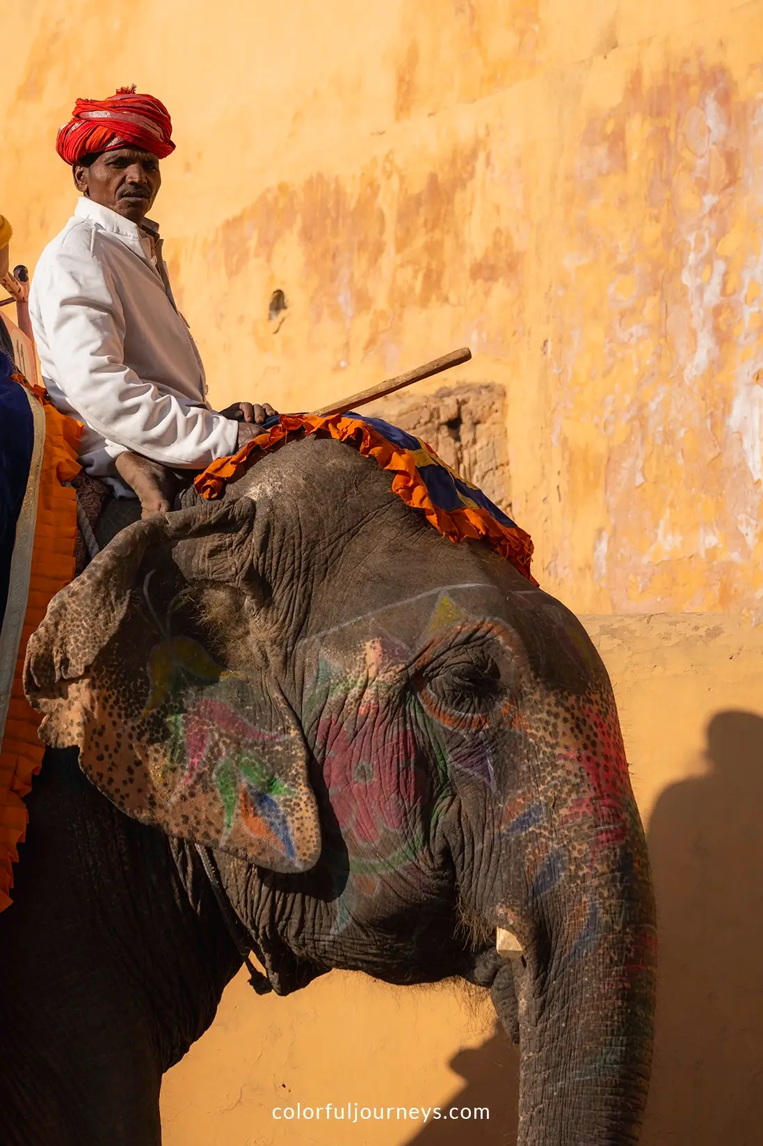 An elephant in Jaipur, India