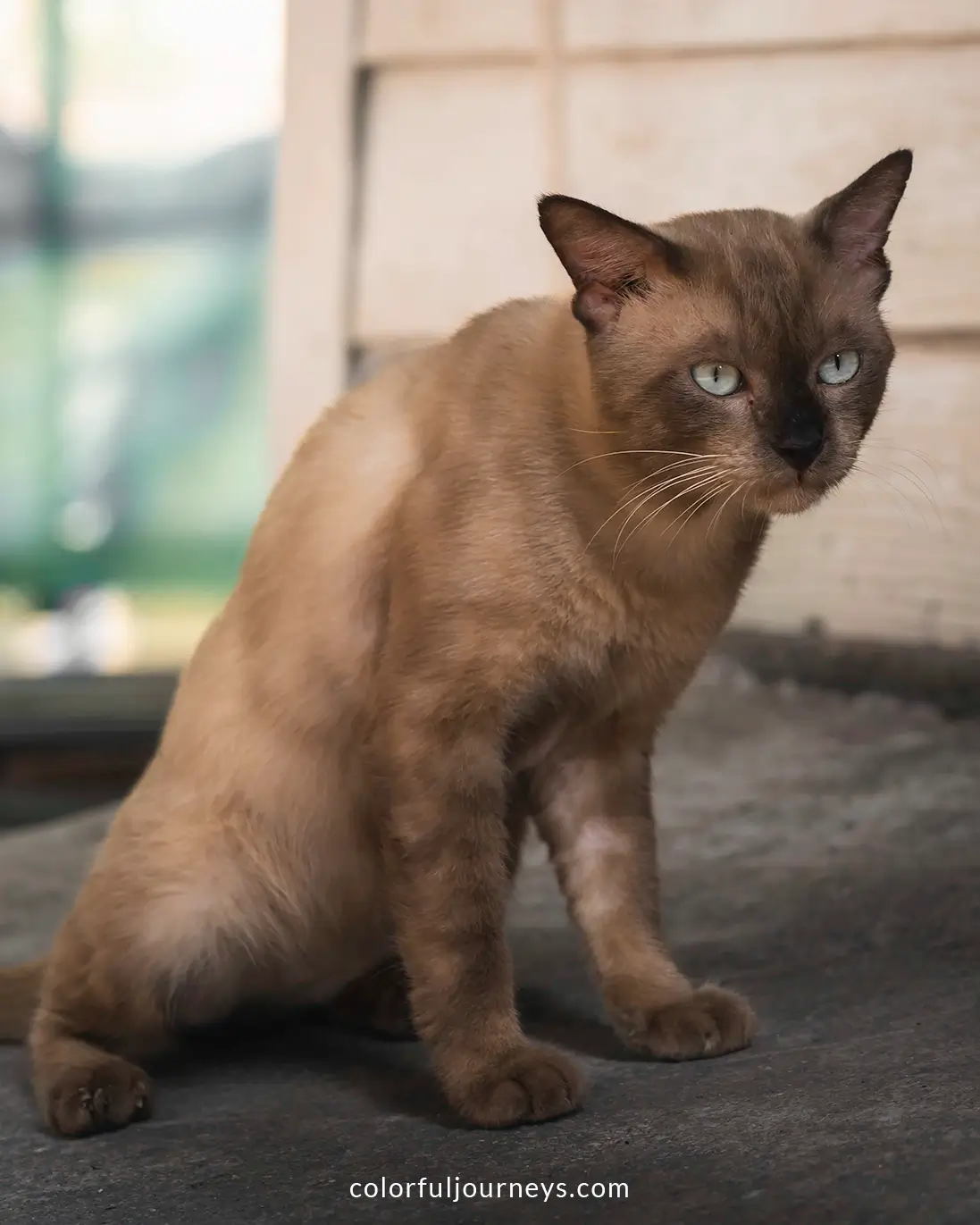 A cat on Koh Panyee, Thailand