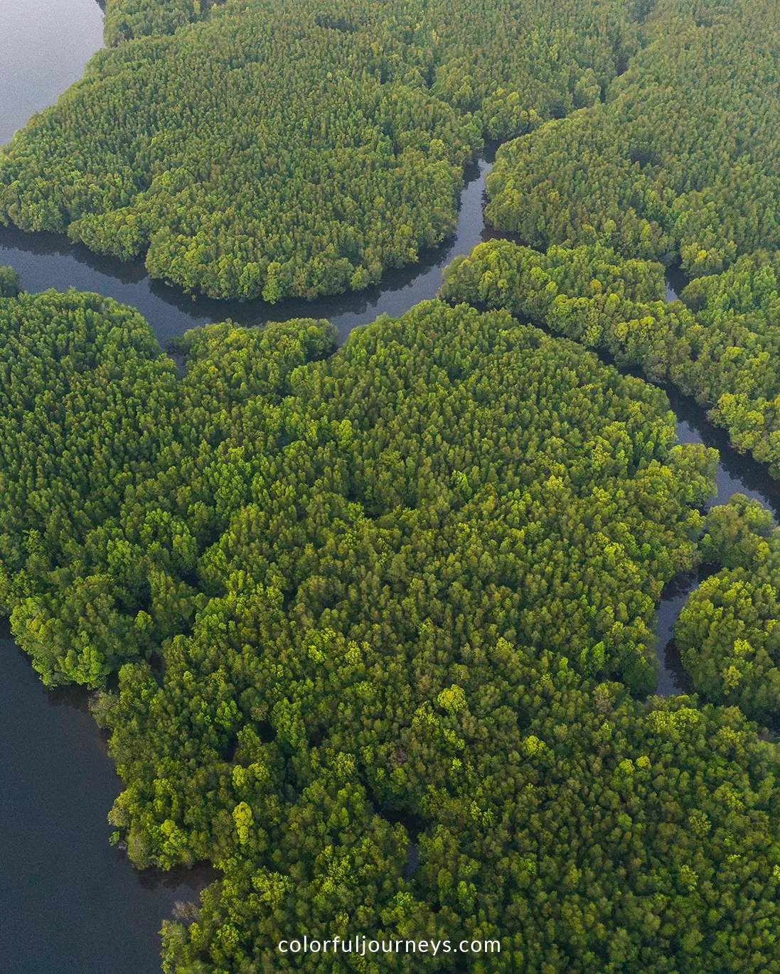 Mangroves of Phang Nga Bay seen from above in Thailand