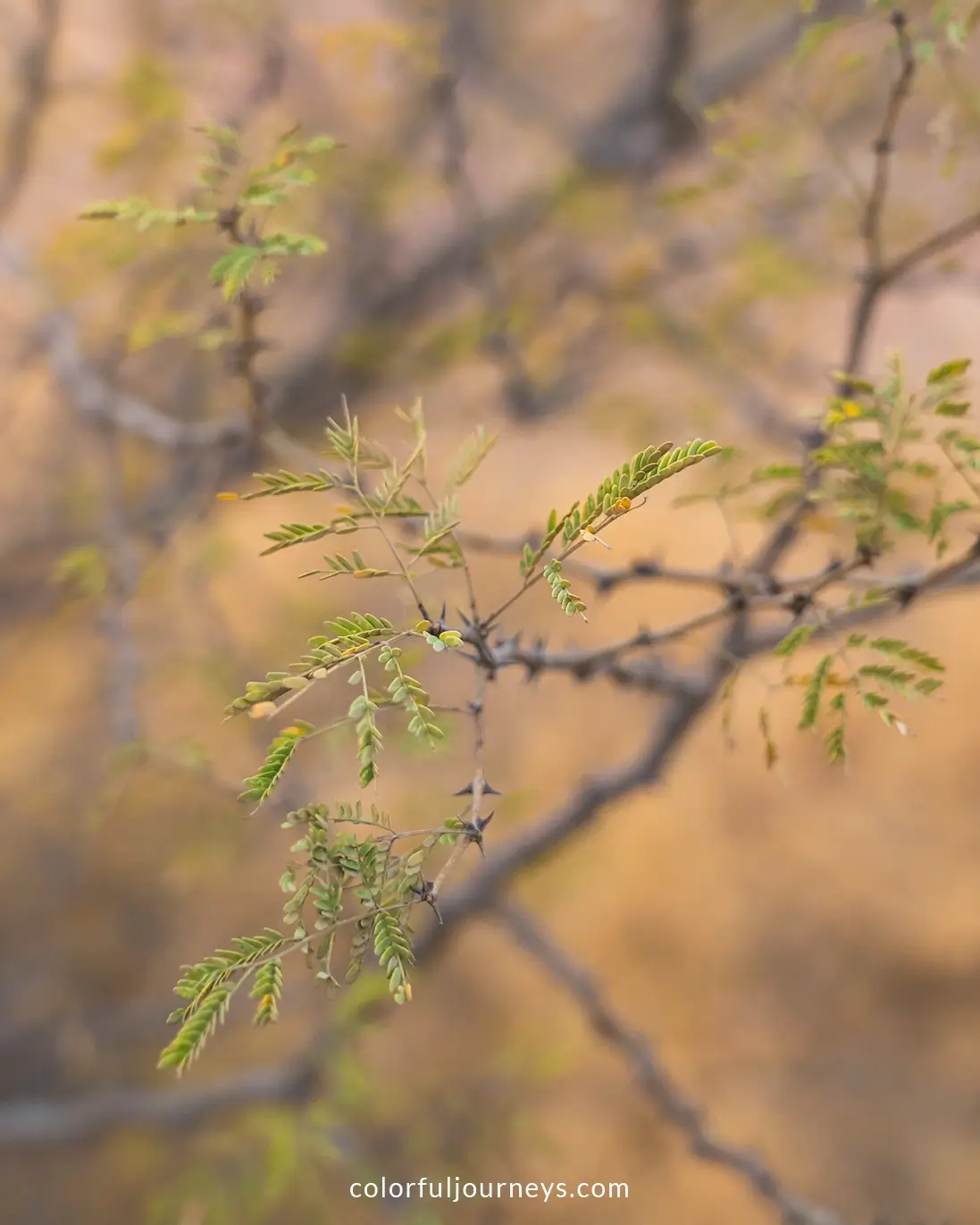 Plants at Ro Jodha Desert Rock Park in Jodhpur, India