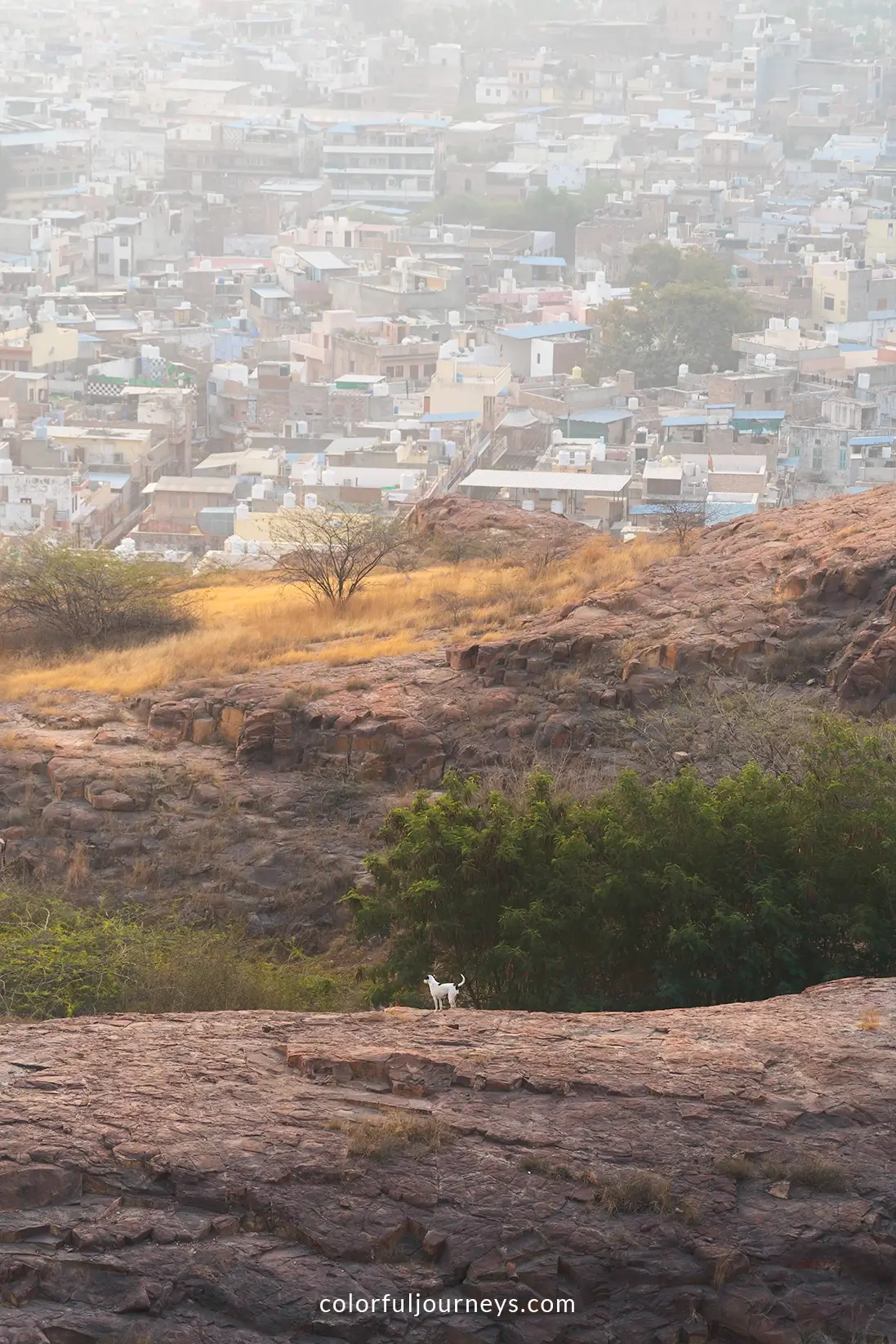 Wild dogs at Ro Jodha Desert Rock Park in Jodhpur, India