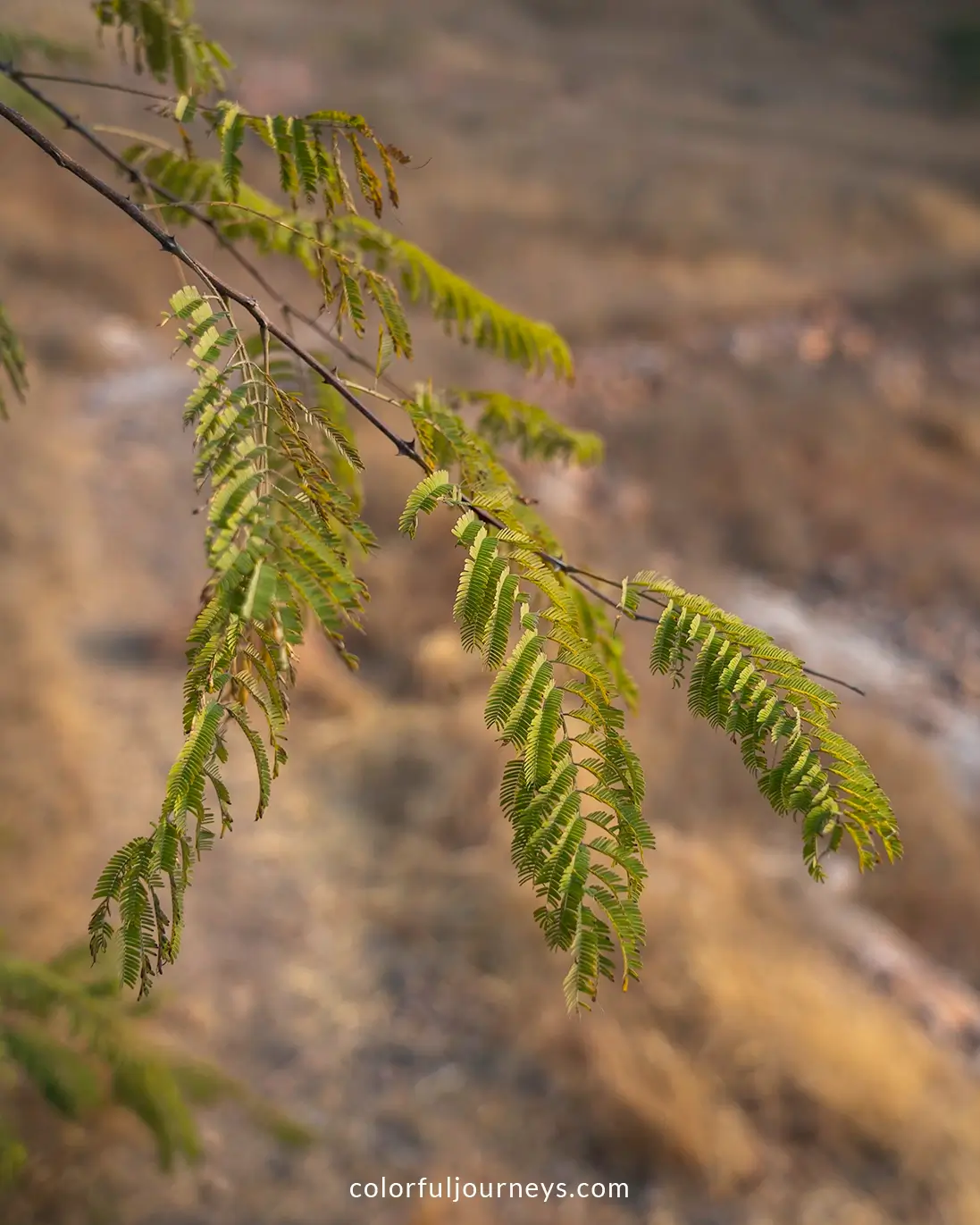 Plants at Ro Jodha Desert Rock Park in Jodhpur, India