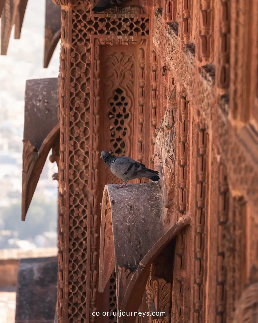 A pigeon at Mehrangarh Fort in Jodhpur, India