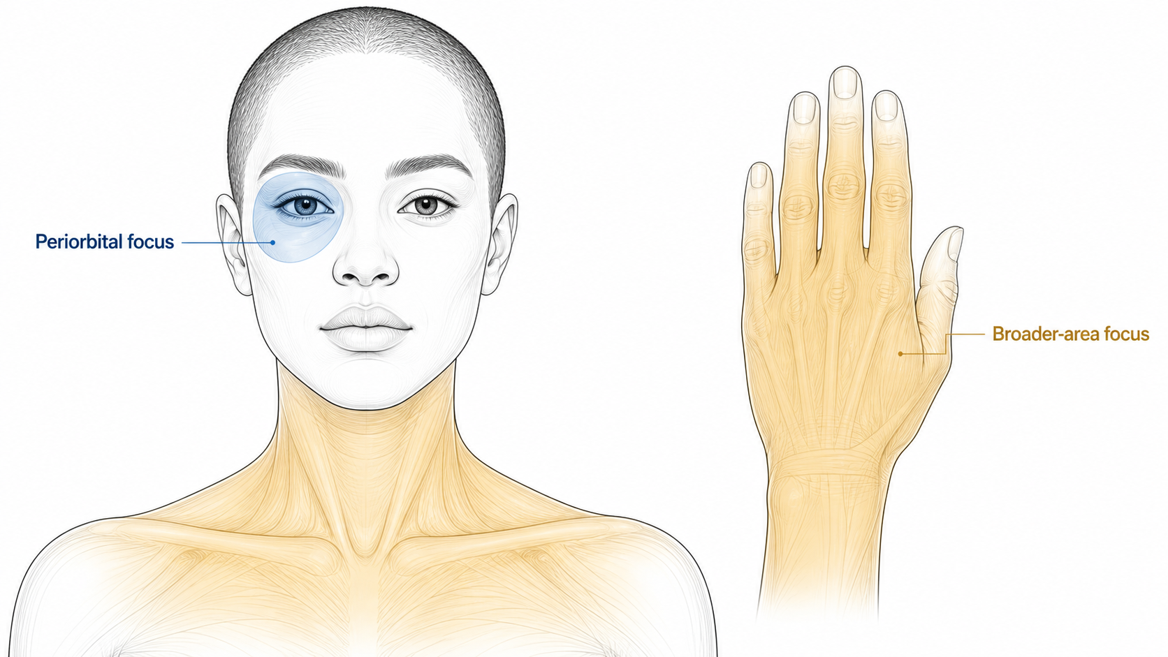 Educational anatomical illustration contrasting a blue periorbital focus with broader gold-highlighted neck and hand areas