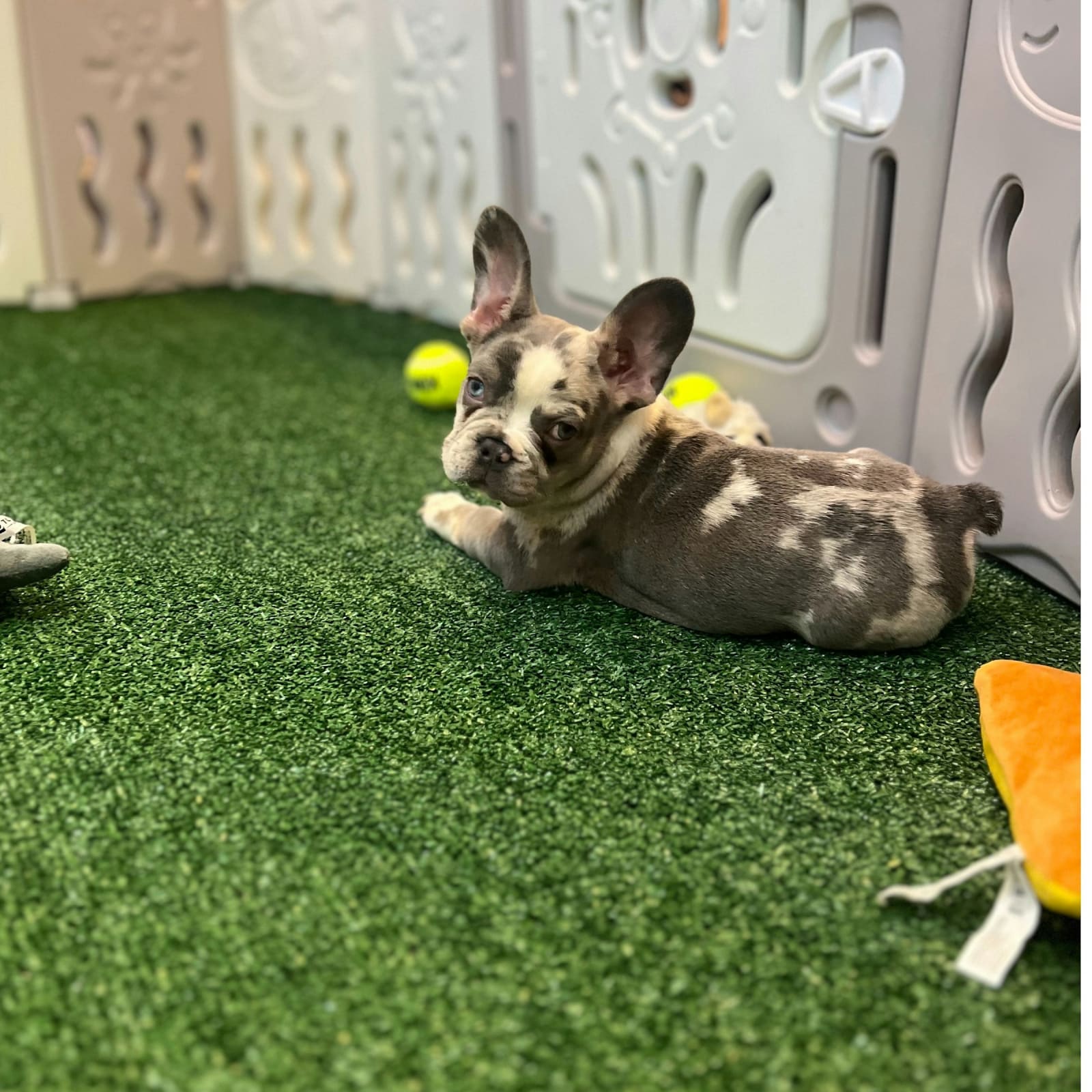 French Bulldog Puppy Playtime & Cuddle Experience
