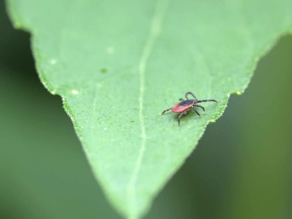 Роспотребнадзор Краснодарского края предупредил — на Кубани клещи уже проснулись