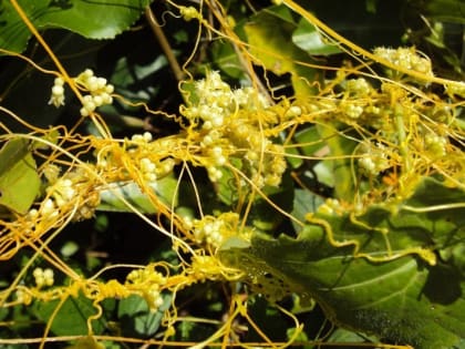 Карантин объявили на Кубани из-за опасного сорняка