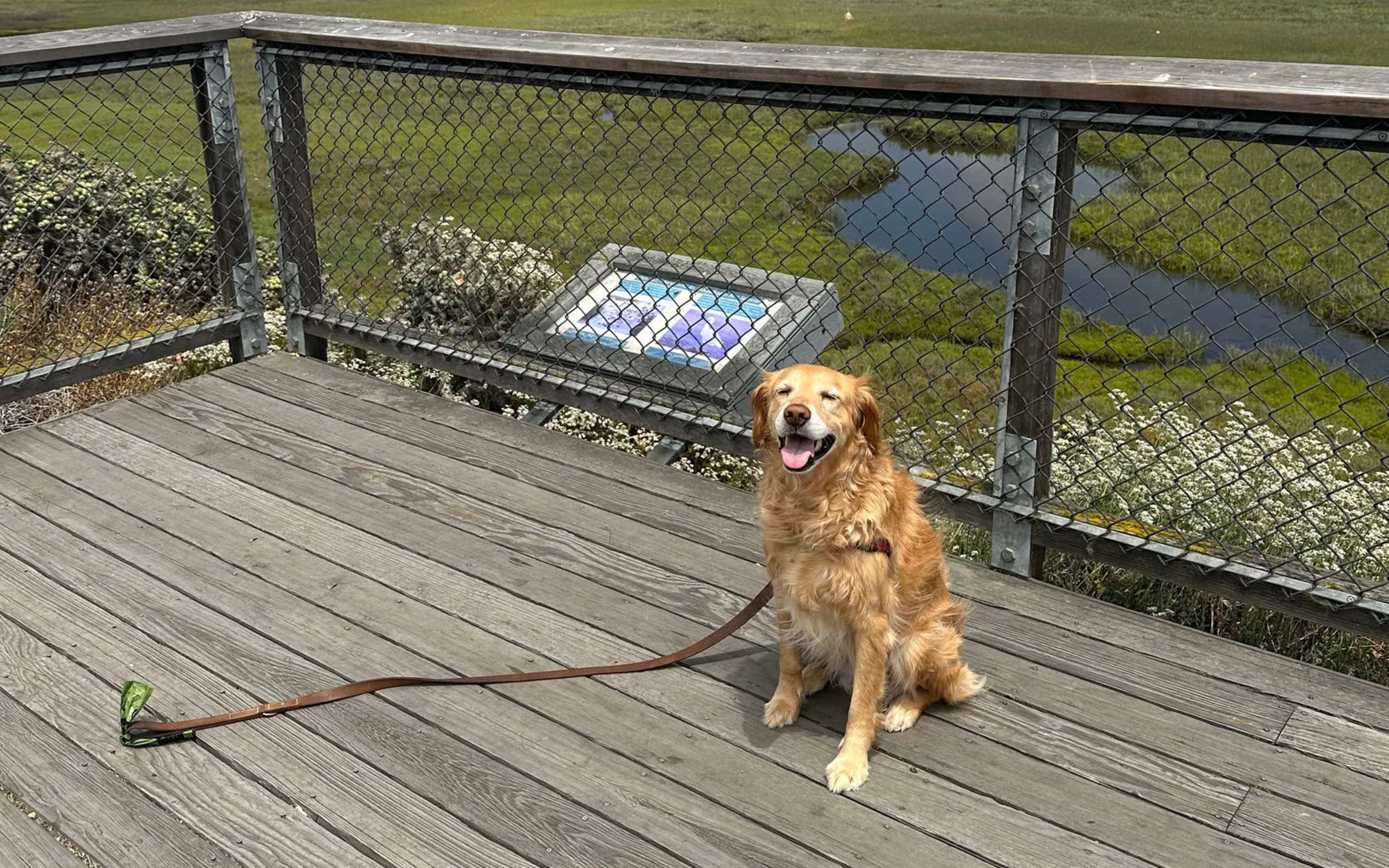 A golden retriever sitting on a wooden overlook above the Mission Bay marshland