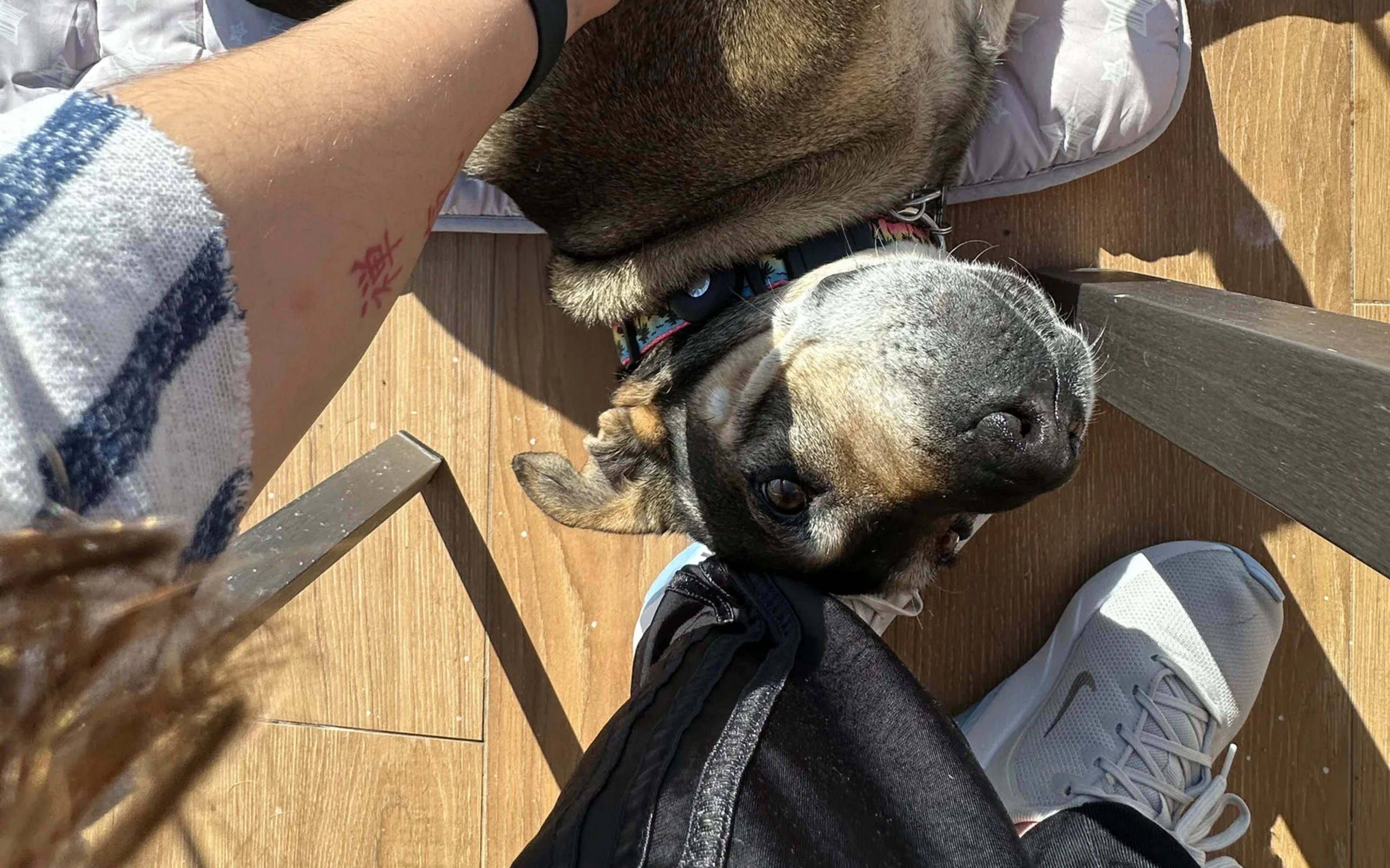 A brindle French bulldog mix rolled over for a belly rub on a sunny deck