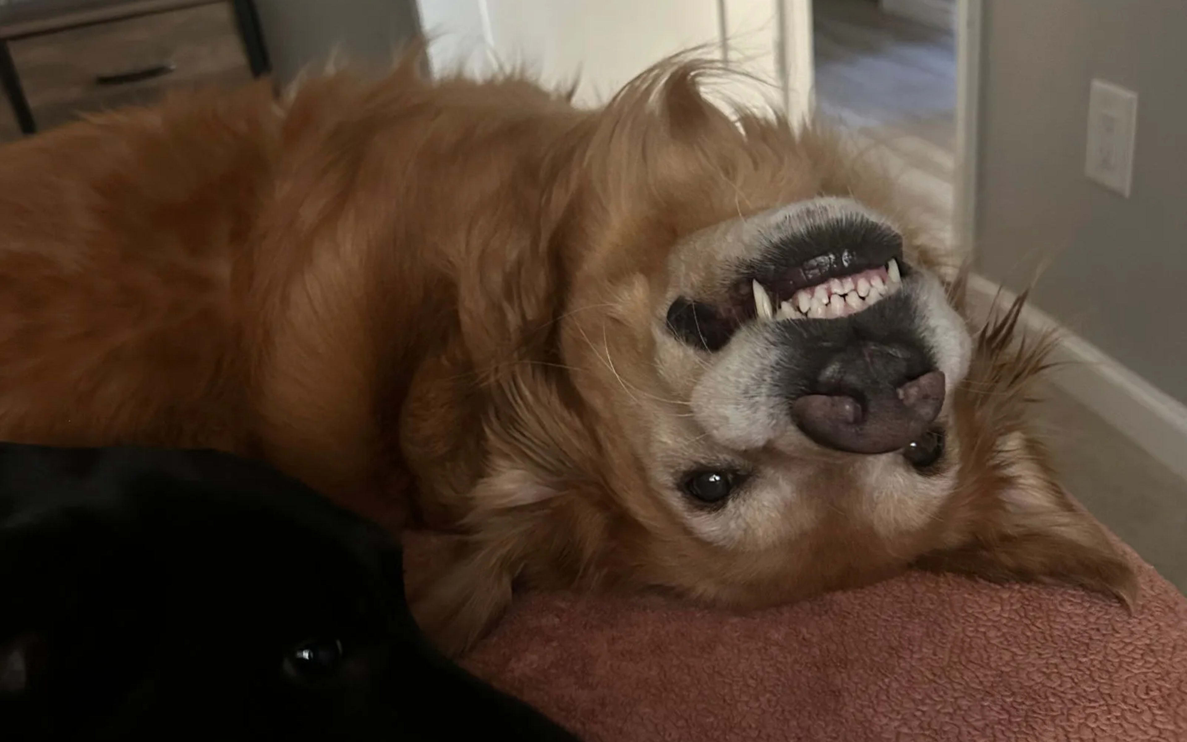 A golden retriever and a black labrador resting together on a bed at home