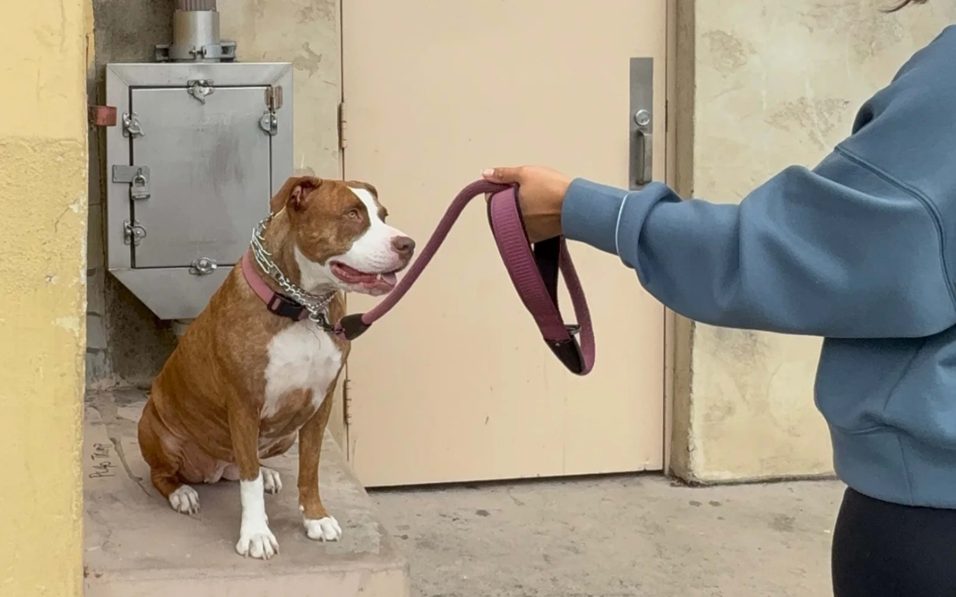 Private Lessons with ShesMyDogLady in San Diego