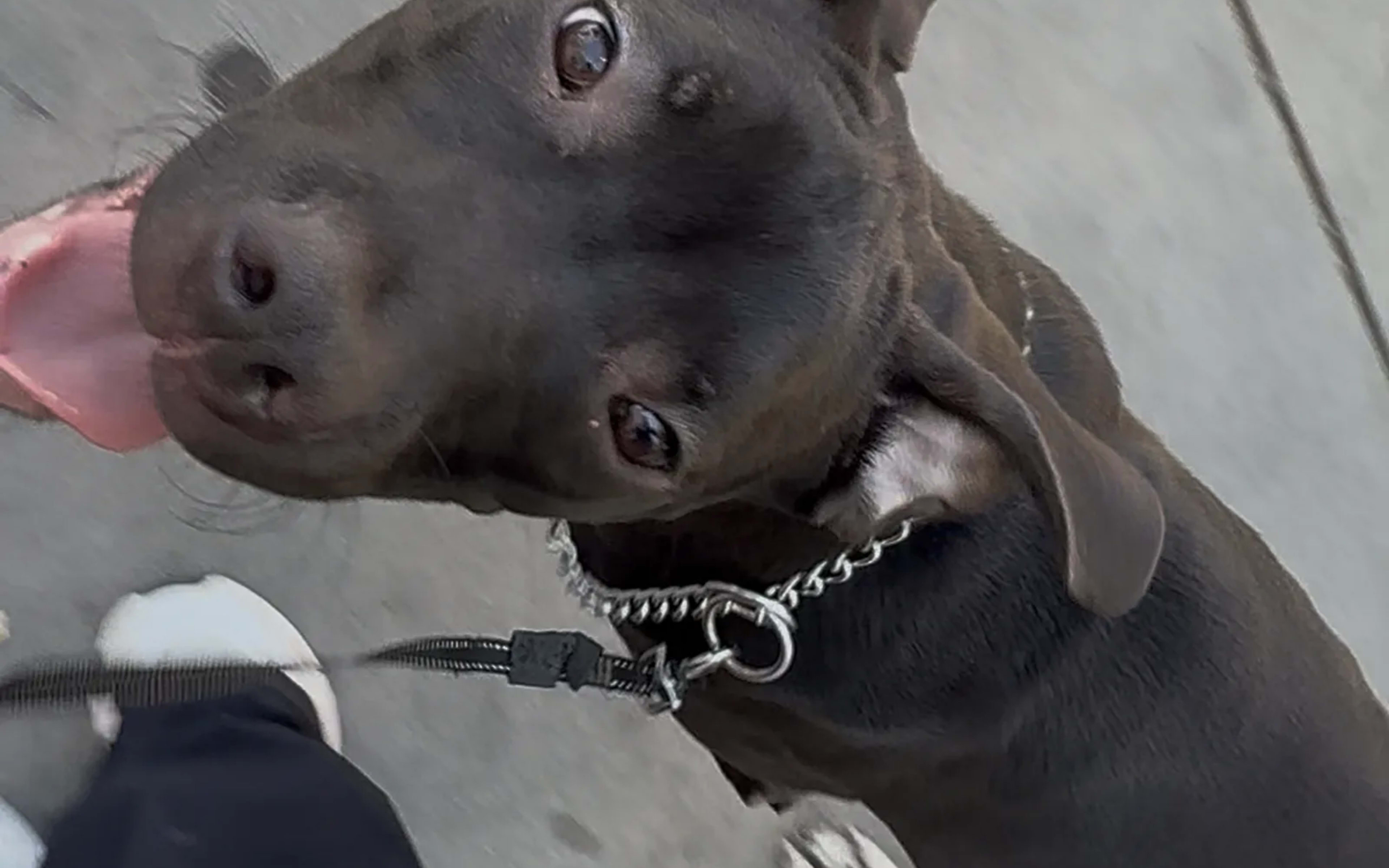 Puppy Care with ShesMyDogLady in San Diego