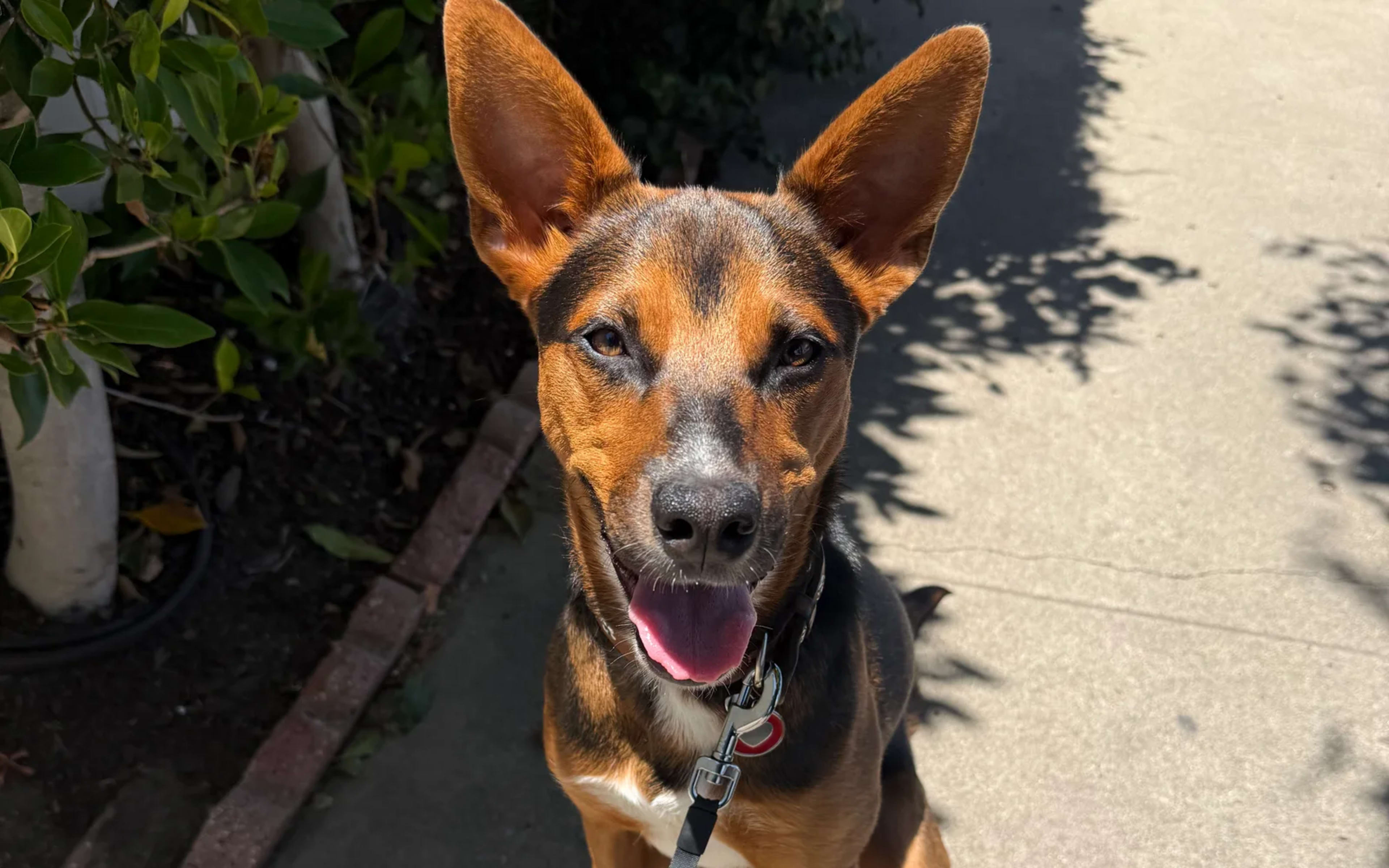 Dog walks with ShesMyDogLady in San Diego