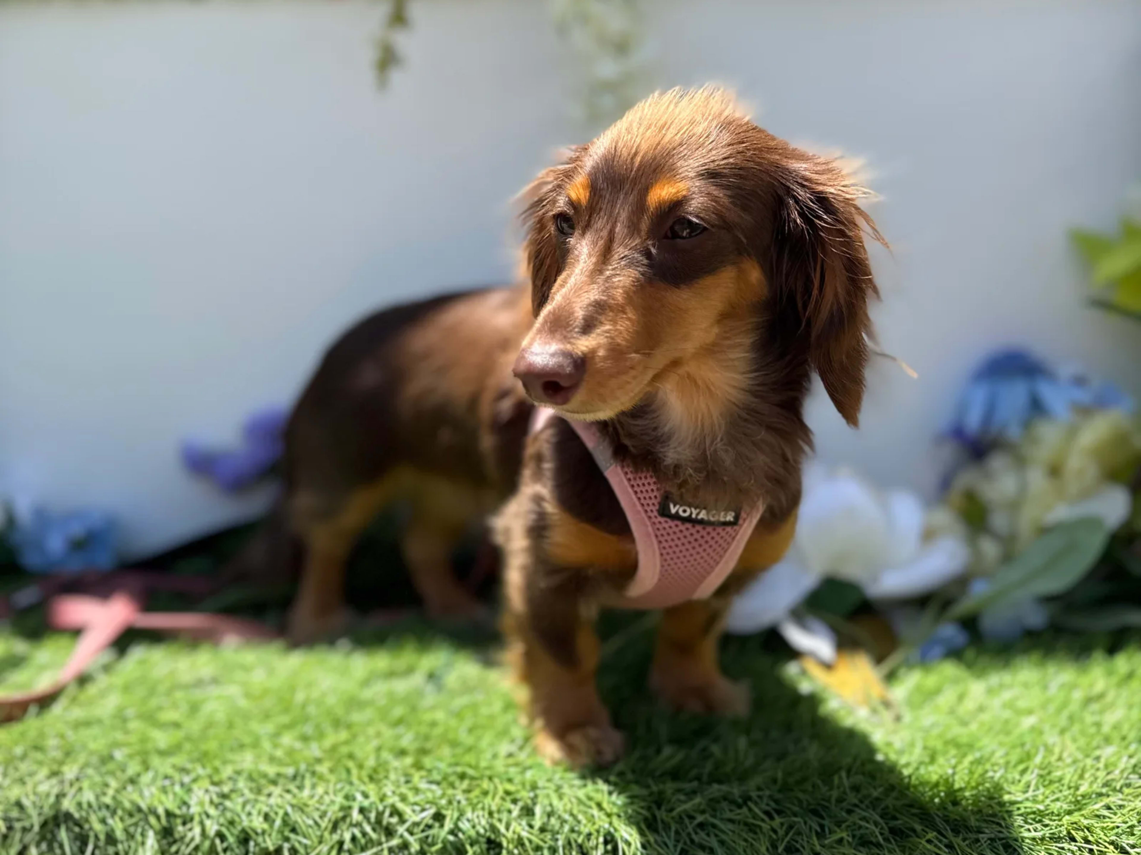 A long-haired dachshund puppy in a pink harness standing on grass in front of a flower wall