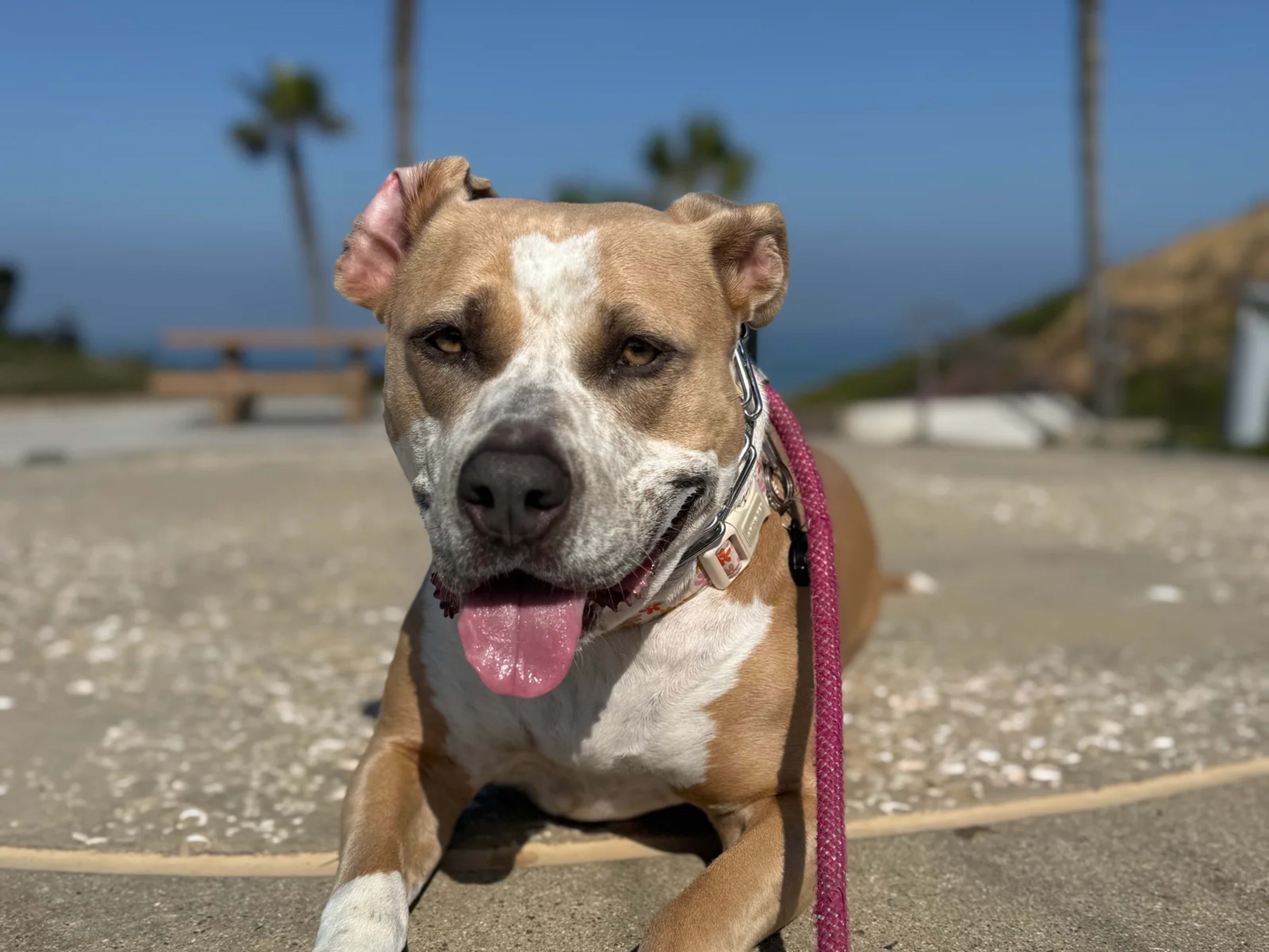 A tan and white American Staffordshire terrier lying on a boardwalk by the beach, on a pink leash