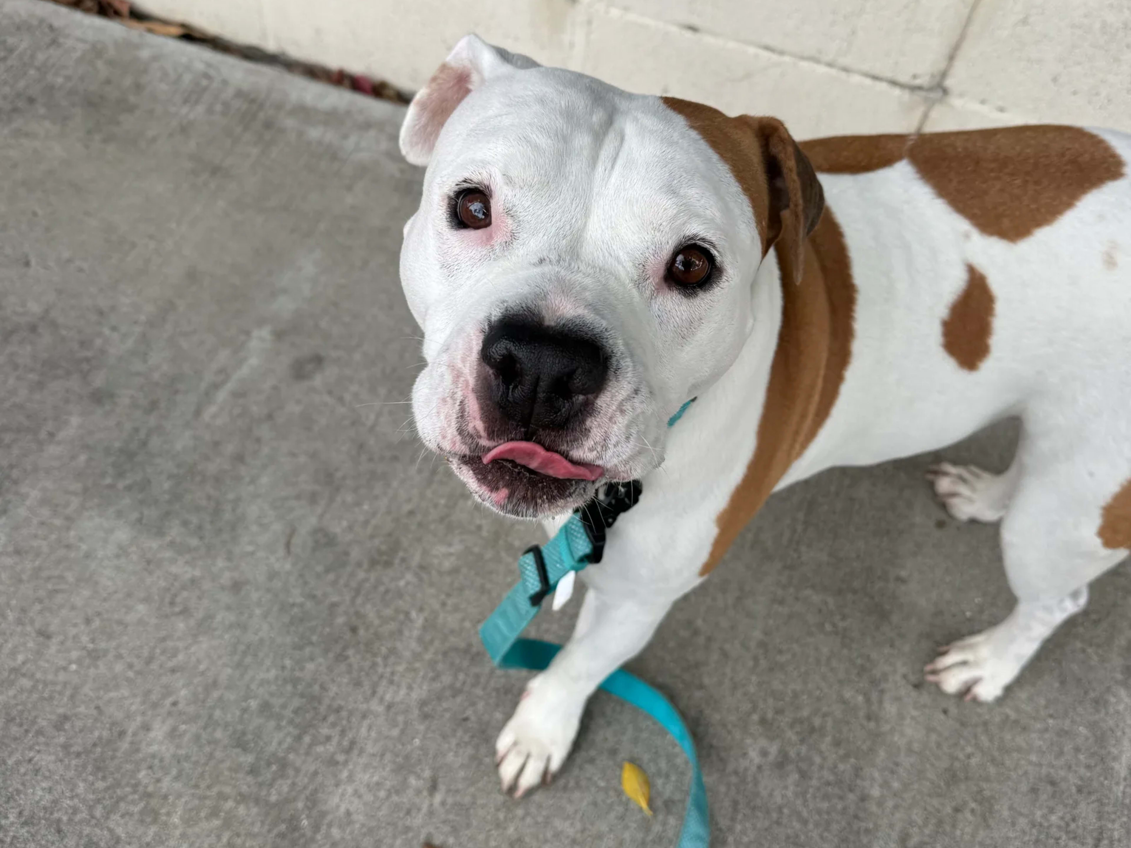 A white and brown American bulldog on a teal leash, looking up at the camera