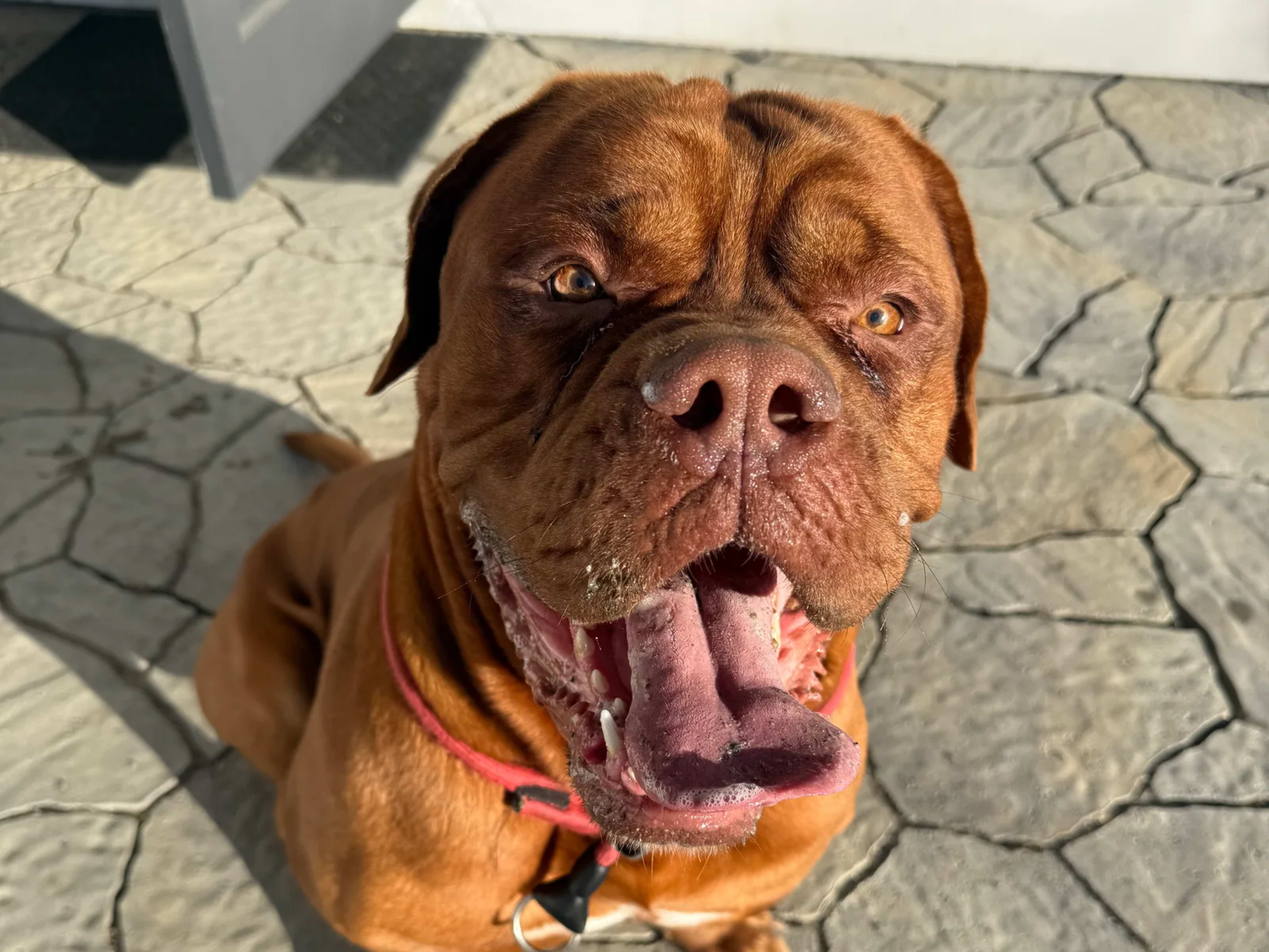 A red Dogue de Bordeaux sitting on a patio, mouth open in a wide grin