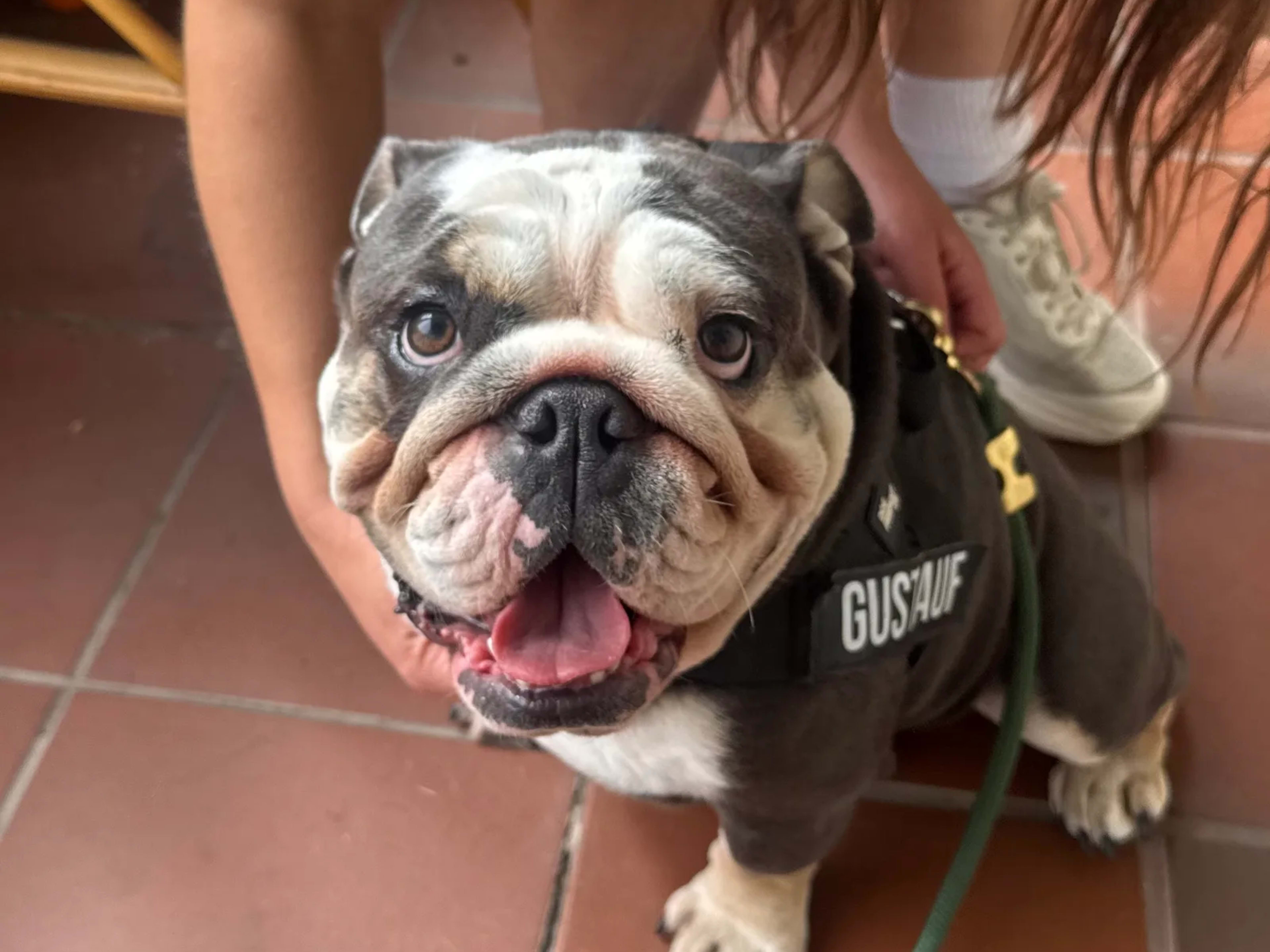 A grey and white English bulldog in a harness, being held by a handler indoors