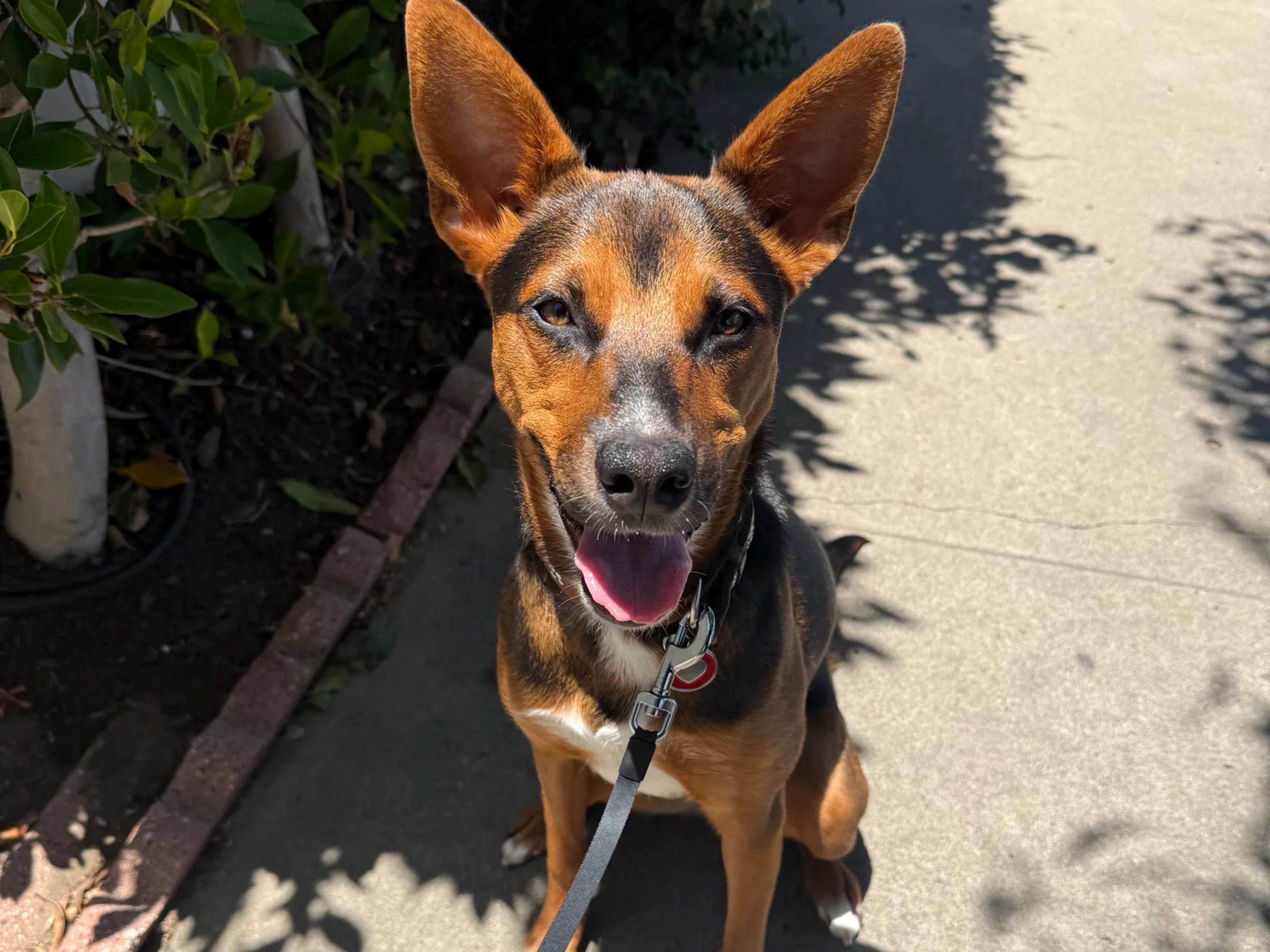 A black and tan shepherd mix sitting attentively on a sidewalk during a walk