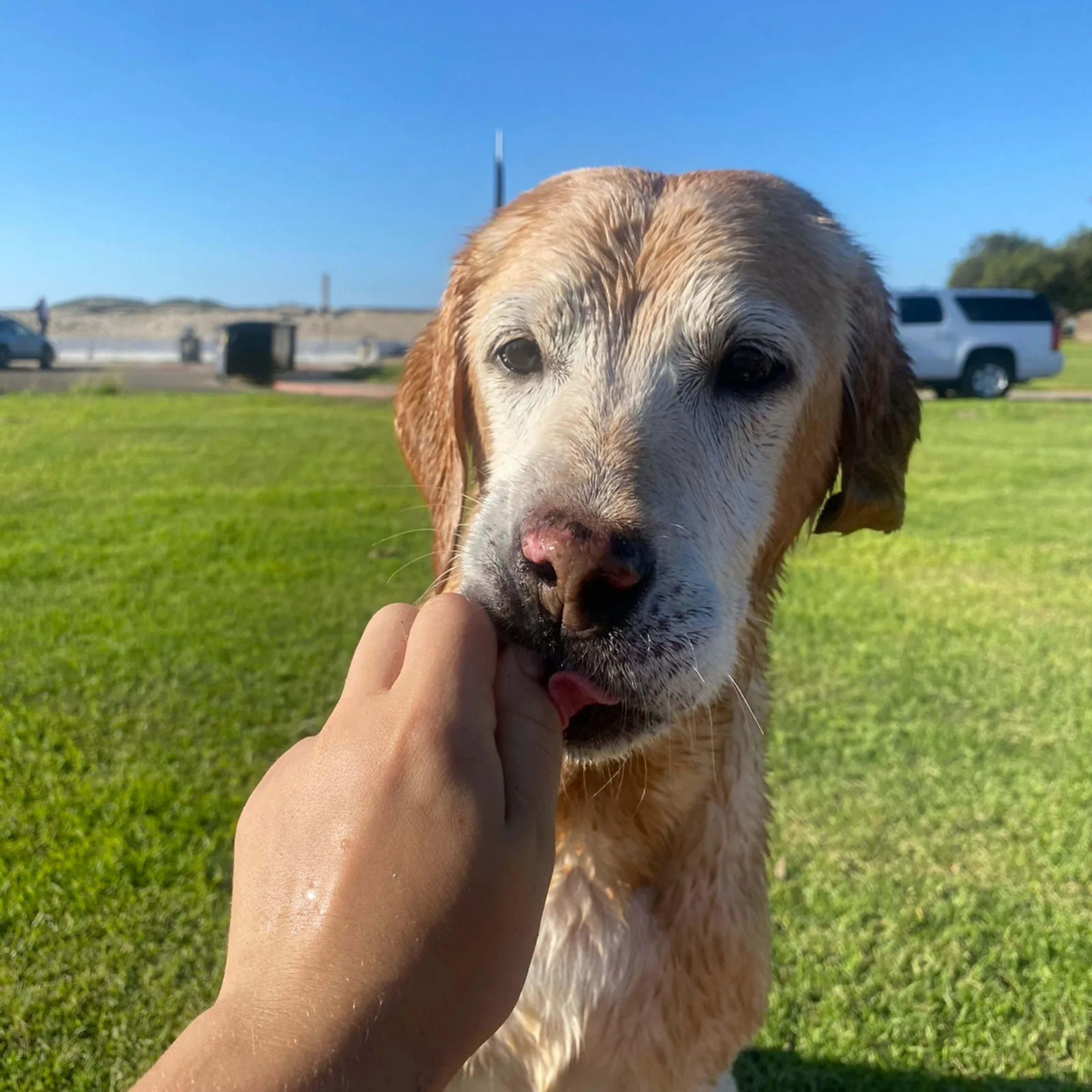 A ShesMyDogLady handler out on a walk with a dog in San Diego