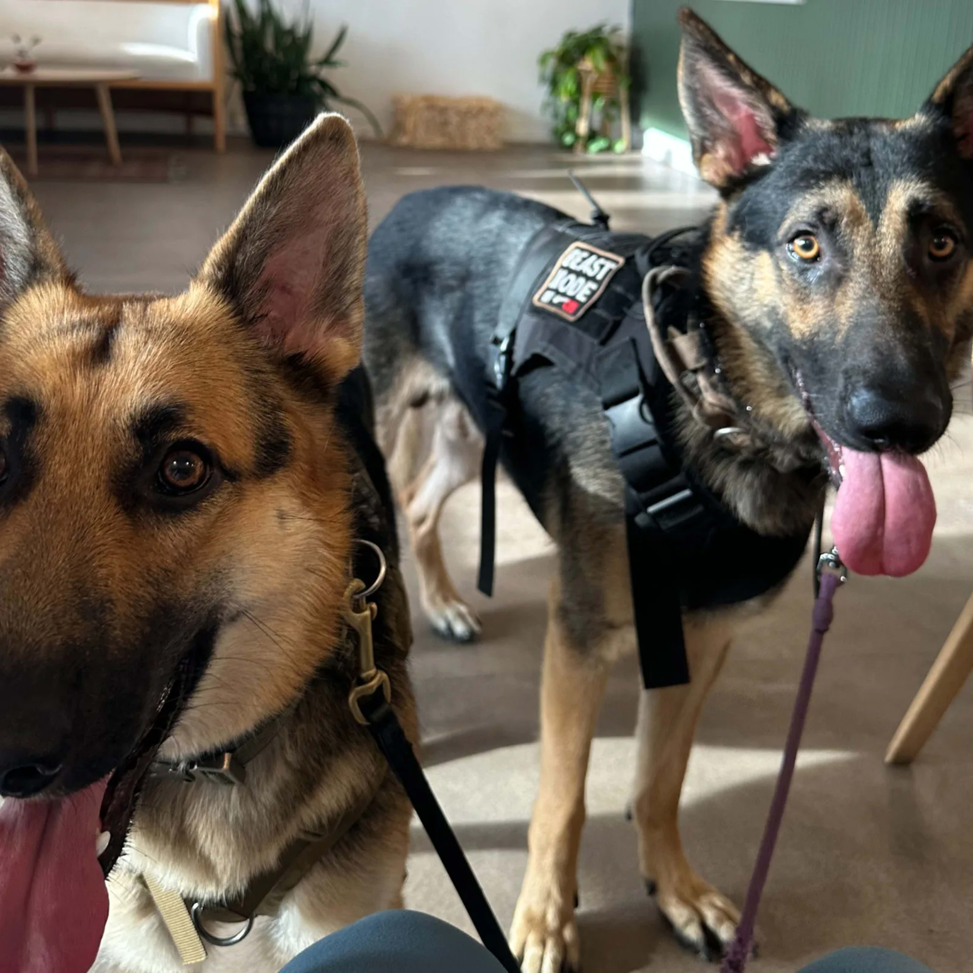A dog waiting attentively beside its handler during a training session