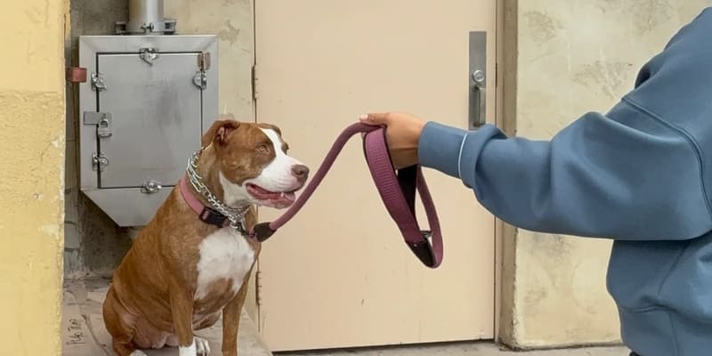 Private Lessons with ShesMyDogLady in San Diego