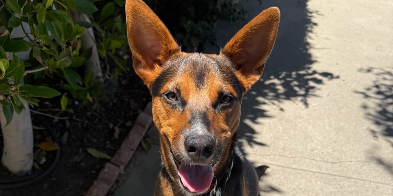 Train n’ Stroll with ShesMyDogLady in San Diego