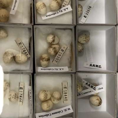 Eggs from the collection