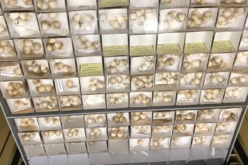 CSIRO National Collections Relocation Planning