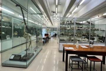 Tiegs Museum, condition and risk assessment of the collection