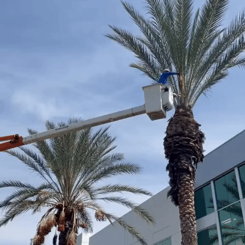 Palm tree care and maintenance
