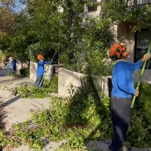 Tree Maintenance for large and mid size projects