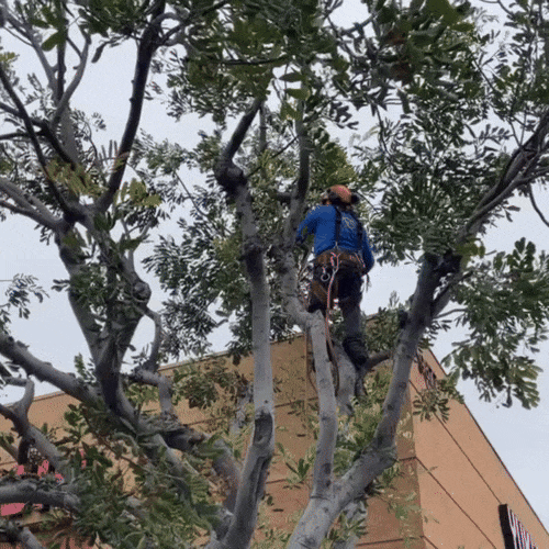 The best large tree trimmers and removers