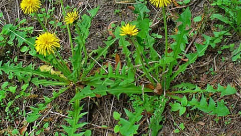 5 Health Benefits and Uses of Dandelion