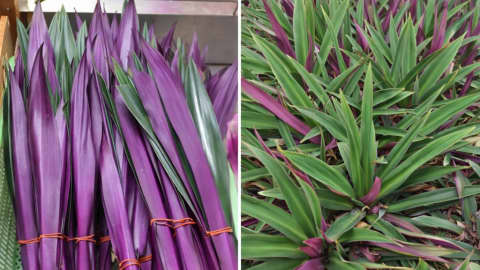 The Purple Maguey Plant — Benefits and Traditional Uses