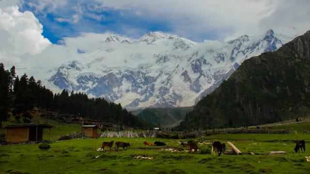 Beyal Camp
