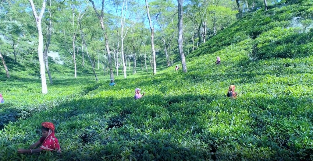 মাটিকে সুস্থ রাখুন,