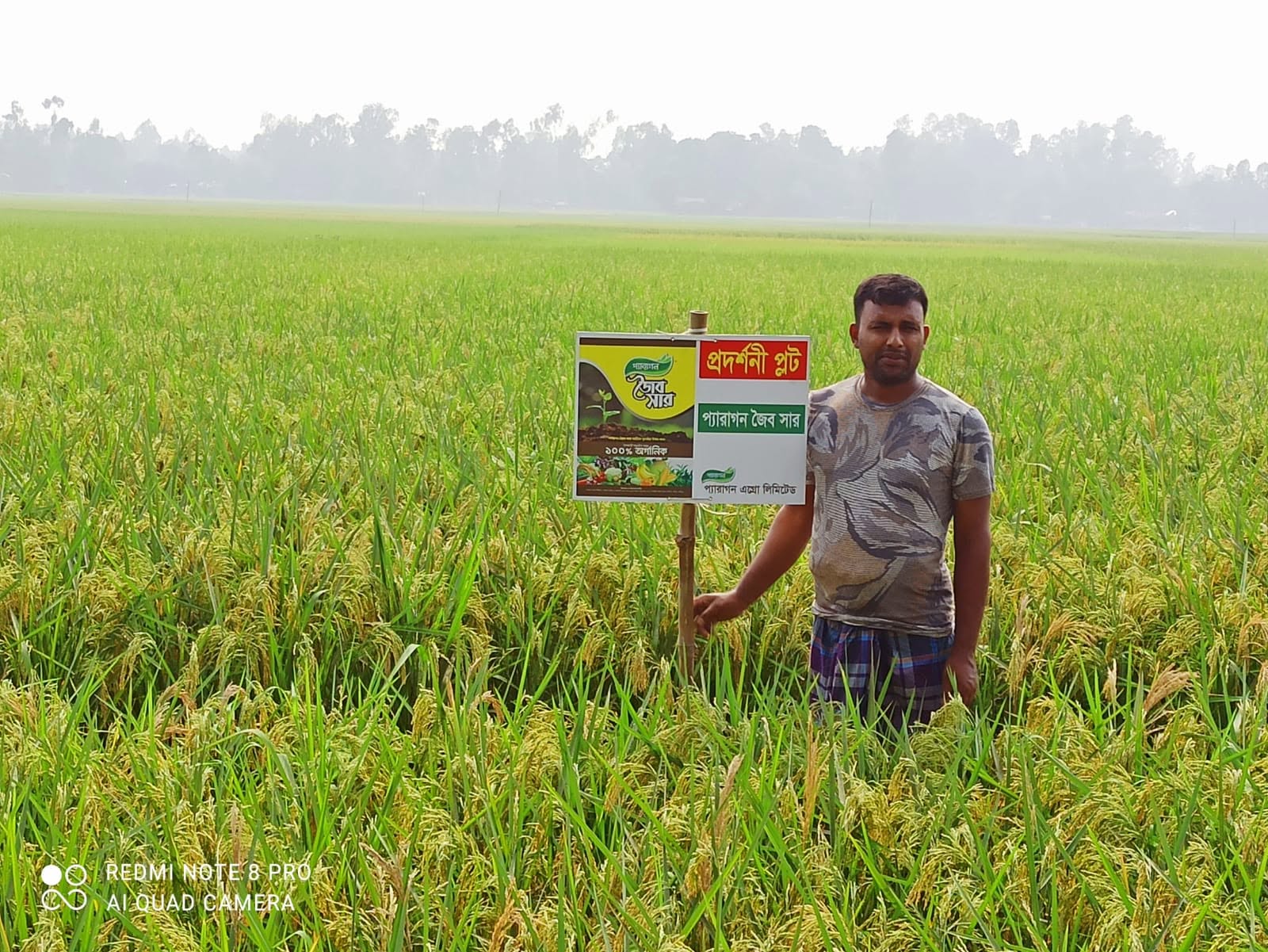 ধানের বাম্পার ফলন: বগুড়ার শেরপুরের সাইফুল ইসলাম ও তুষার সরকারের অবিশ্বাস্য সাফল্য!