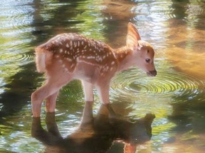 mehak joshi's profile picture