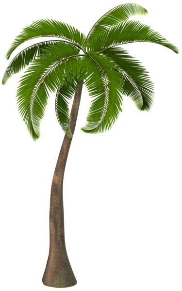 Palm tree