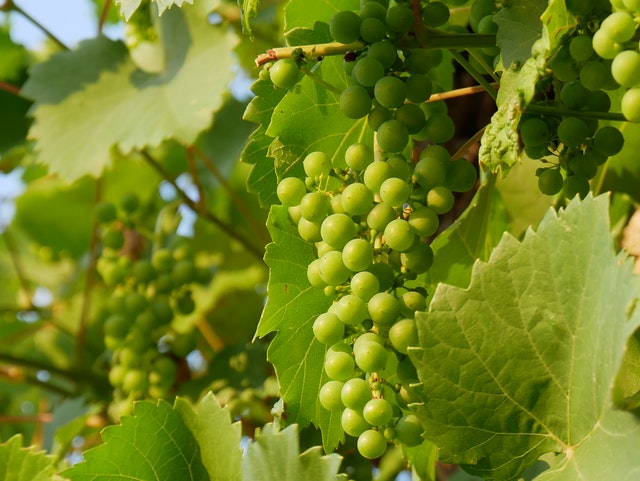 Proređivanje grozdova: Krupniji grozdovi i krupnije bobice za kvalitetnije vino