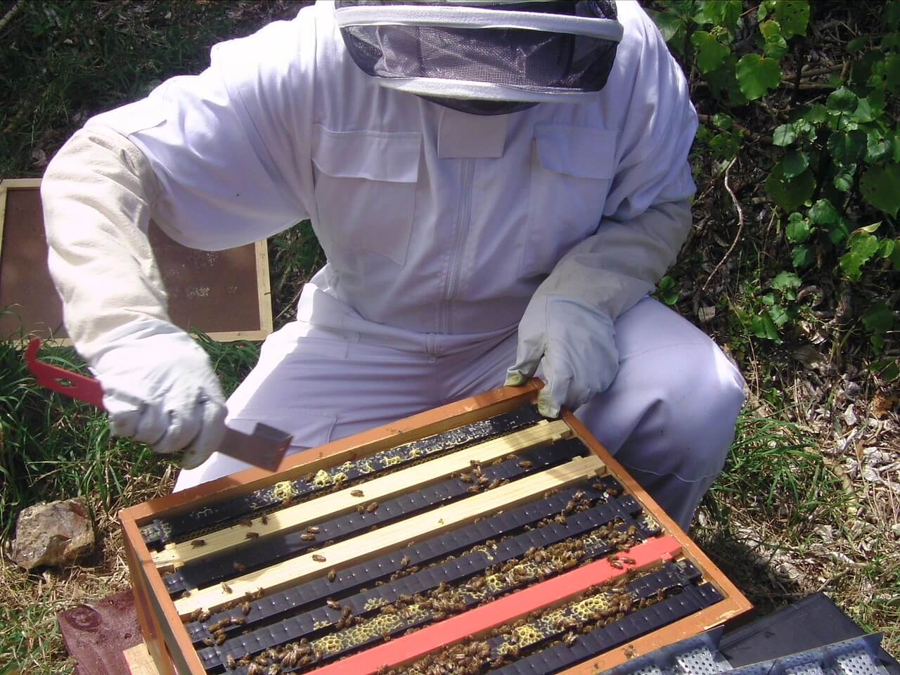 Propolis - za šta se sve koristi i način kako se upotrebljava