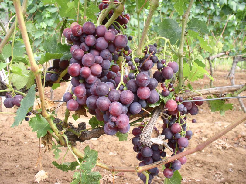 Zašto kardinal crveni postaje sve popularniji u srpskim vinogradima?