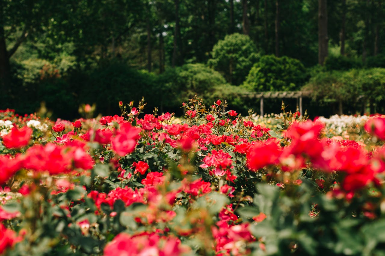 TOP 5 saveta kako da ruže ostanu zdrave i spremne za sledeću sezonu