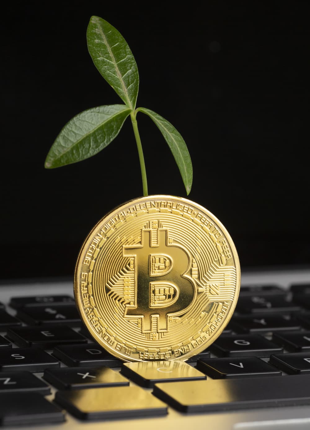 bitcoin-top-keyboard-with-plant