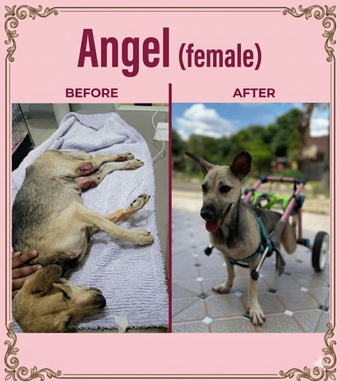 Angel