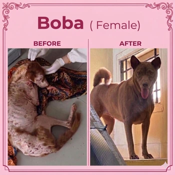 Boba