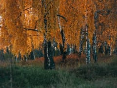 День памяти святой Евфимии: традиции и приметы зимы