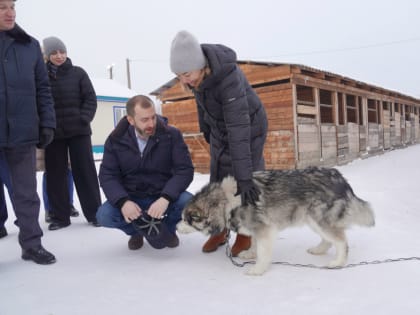 В Иркутской области появится больше приютов для бездомных животных